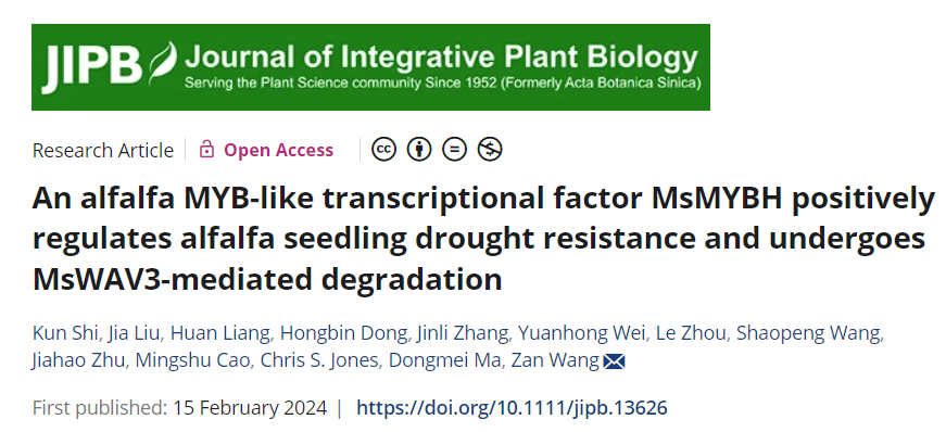 中国农业大学科研院 科技论文 草业学院王赞团队解析MsMYBH转录因子调控紫花苜蓿抗旱性的分子机制
